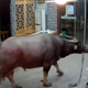 Imagen para el artículo titulado Si lo cuentas no te creen: un búfalo irrumpe en un restaurante y se lleva por delante al dueño